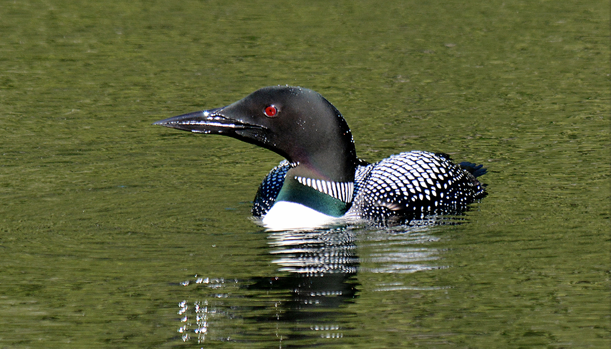 OFFICIAL VIDEO) LOON CALLS AT NIGHT / COMMON LOON VOICES 