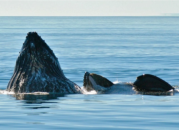 lunge feeding humpbacks