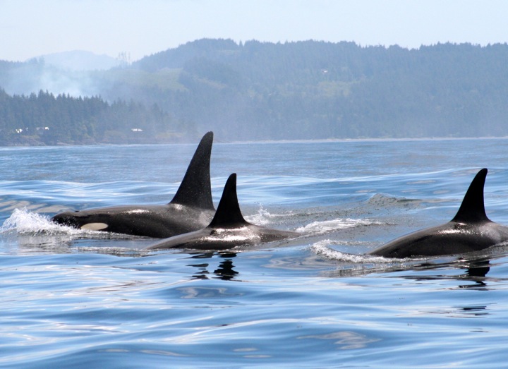 pod of orca - whale watching day tours