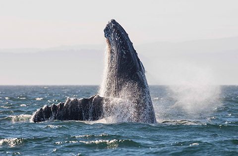 bc whale tours