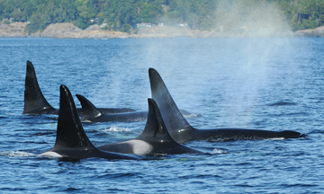 Killer Whale Pod Off Vancouver Island