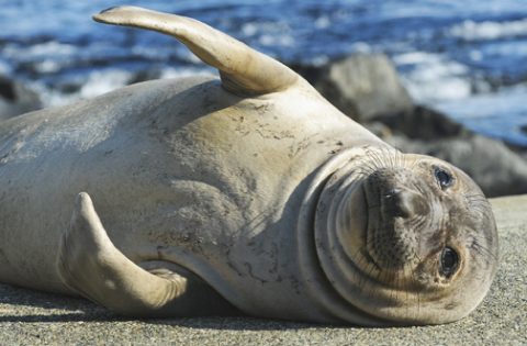 Listen To What Killer Whale Sound Like Underwater