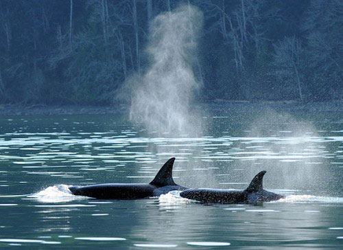 Transient-mammal-eating-orca-swimming-in-tandom