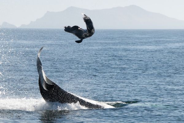 orca hunting seals