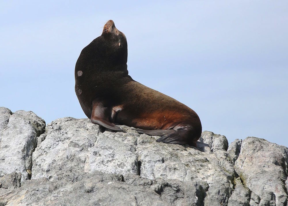 California Sea Lions | Victoria, BC | Eagle Wing Tours