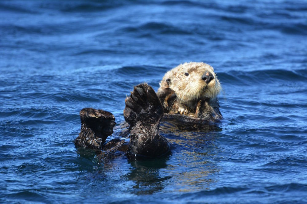 Sea Otters | Victoria, BC | Eagle Wing Tours