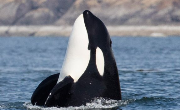 vancouver whale tours