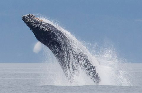 killer whale tour vancouver island