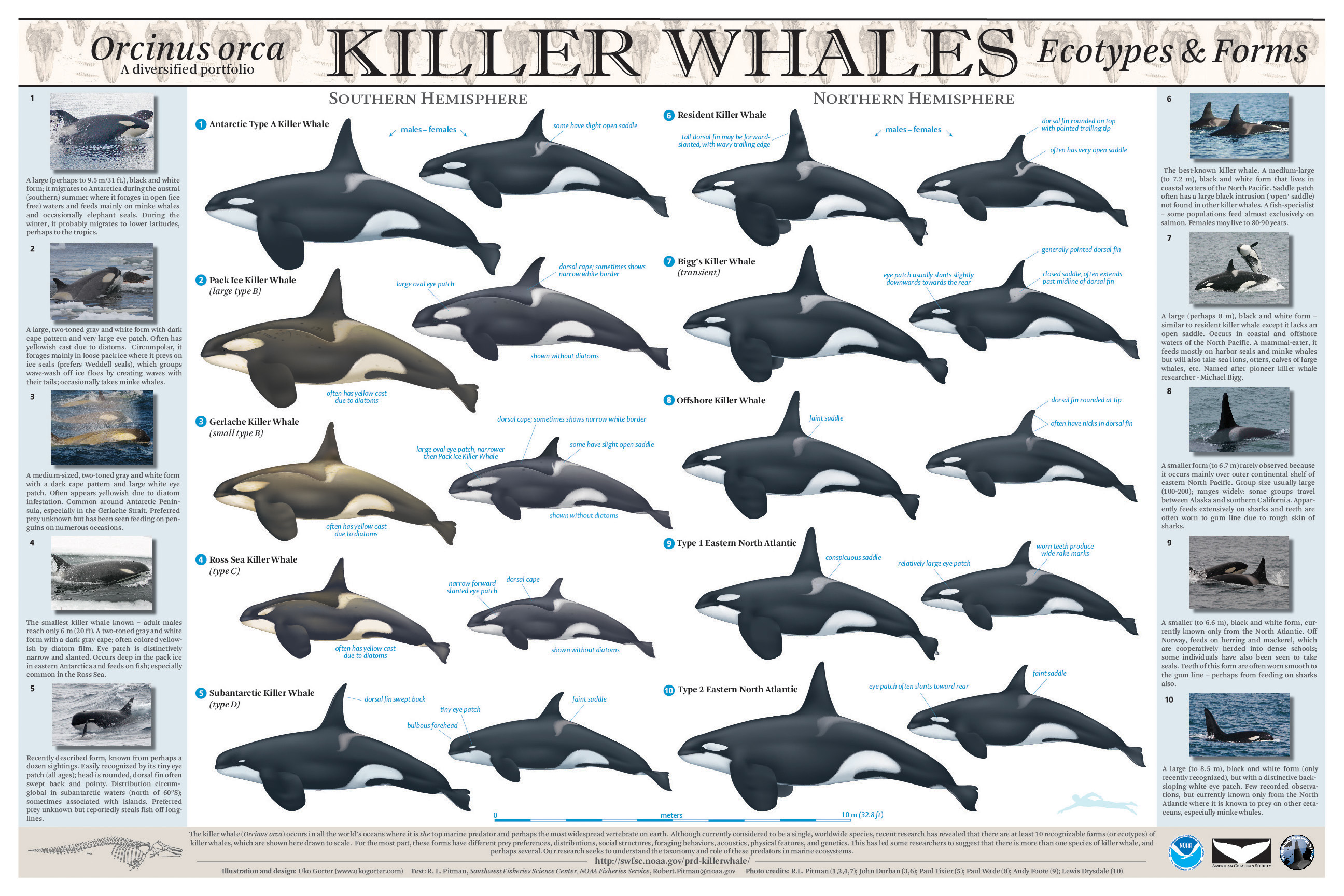 Uko Gorter Killer Whale eco-types