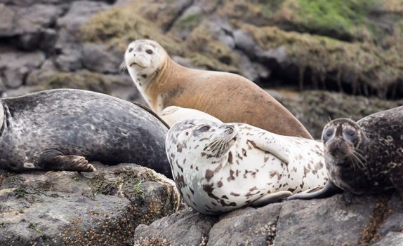 wildlife tours on vancouver island