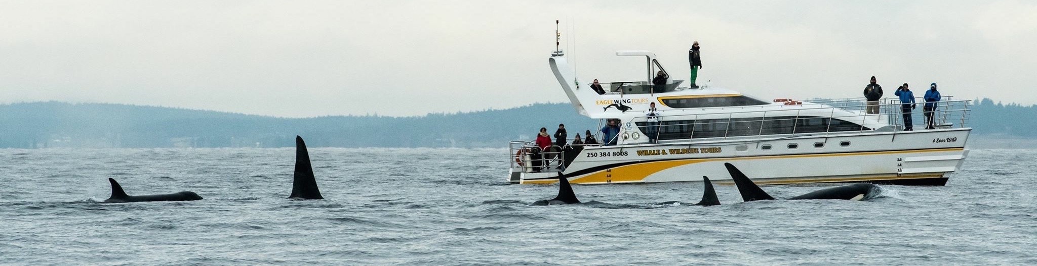 How does whale watching affect the whales? - Eagle Wing Tours