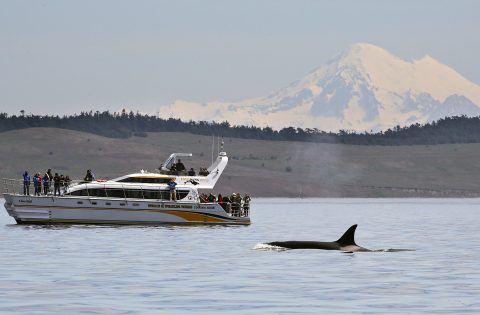 4 Ever Wild tour boat with orca and Mount Baker WA