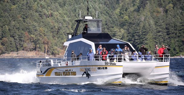Wild 4 Whales whale watching tour boat