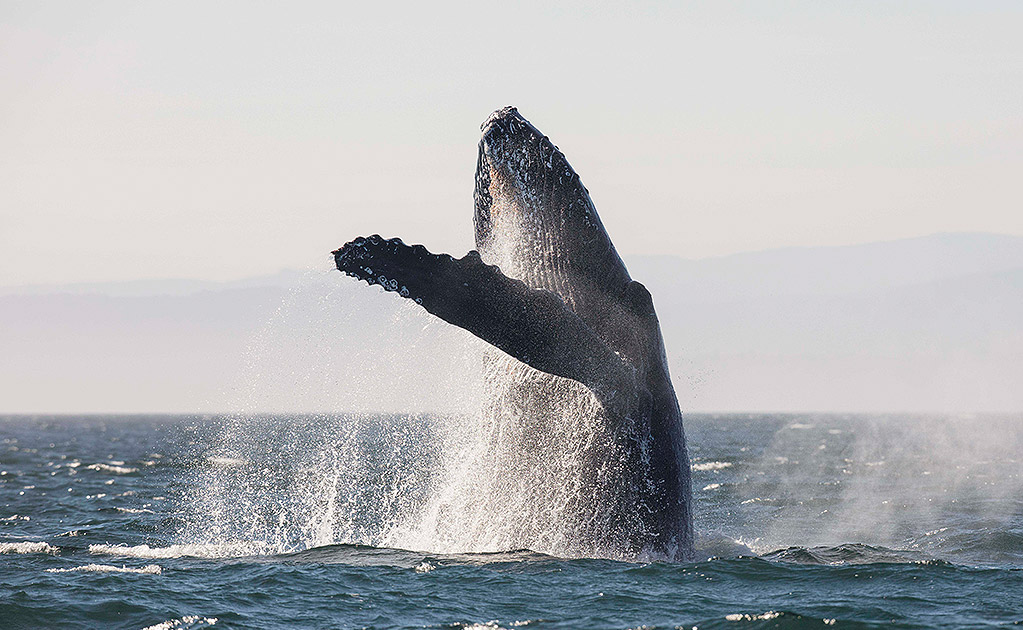 Whale breaching the surface