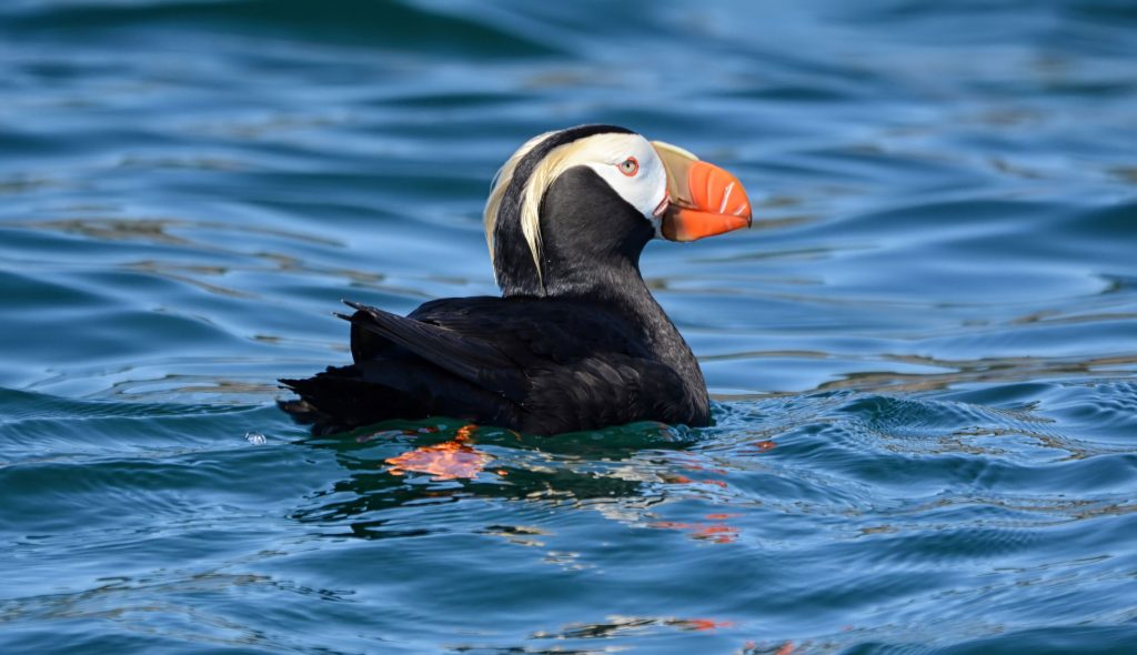 Seeing marine birds ispart of our whakle watching experience. Here, a tufted puffin floats on top of the water.