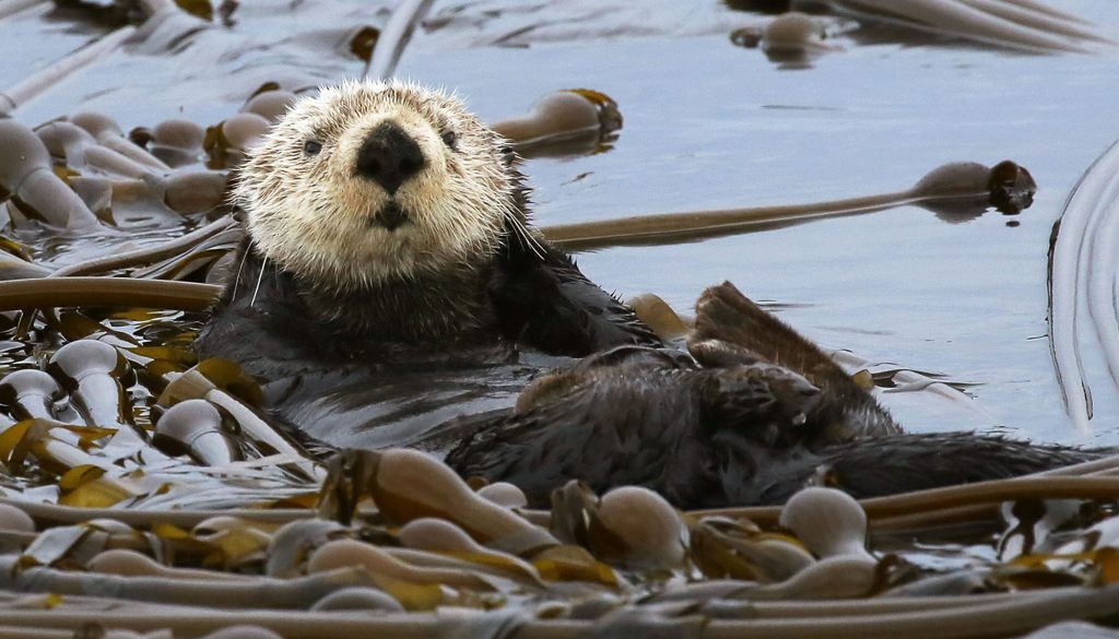 We CAN bring endangered species back from the brink! - Eagle Wing Tours