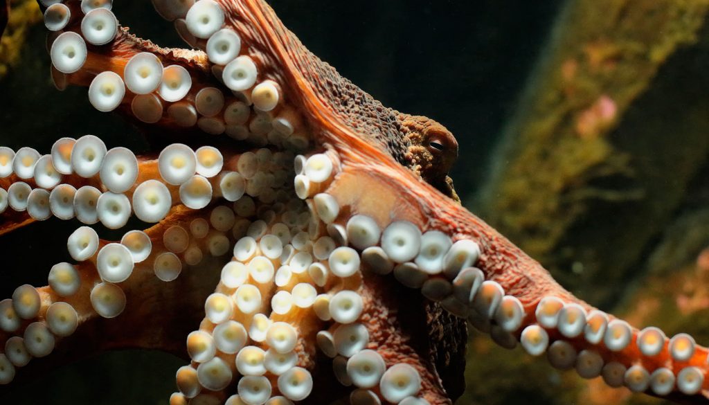 How Many Hearts Does an Octopus Have? (And Other Fun Facts)