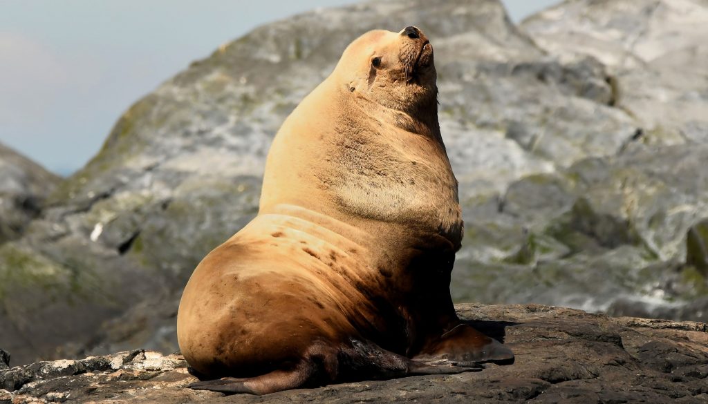 Seven reasons why we love sea lions! Eagle Wing Tours