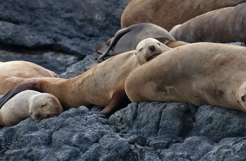 Seals, Sea Lions and Otters 