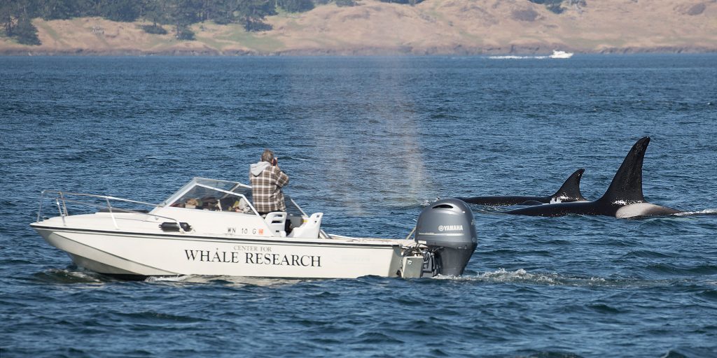 Researchers on the Center for Whale Research vessel take ID photos of nearby killer whales