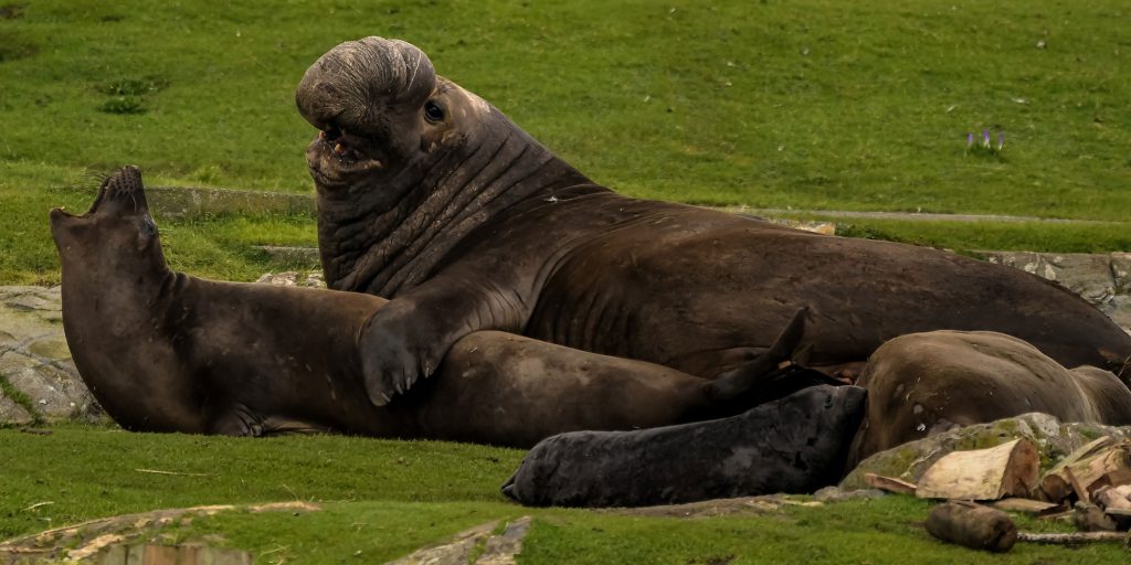 male elephant seal size