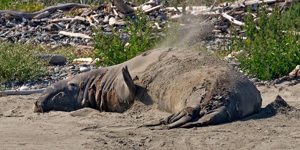 Fun Facts About Surprising Seals