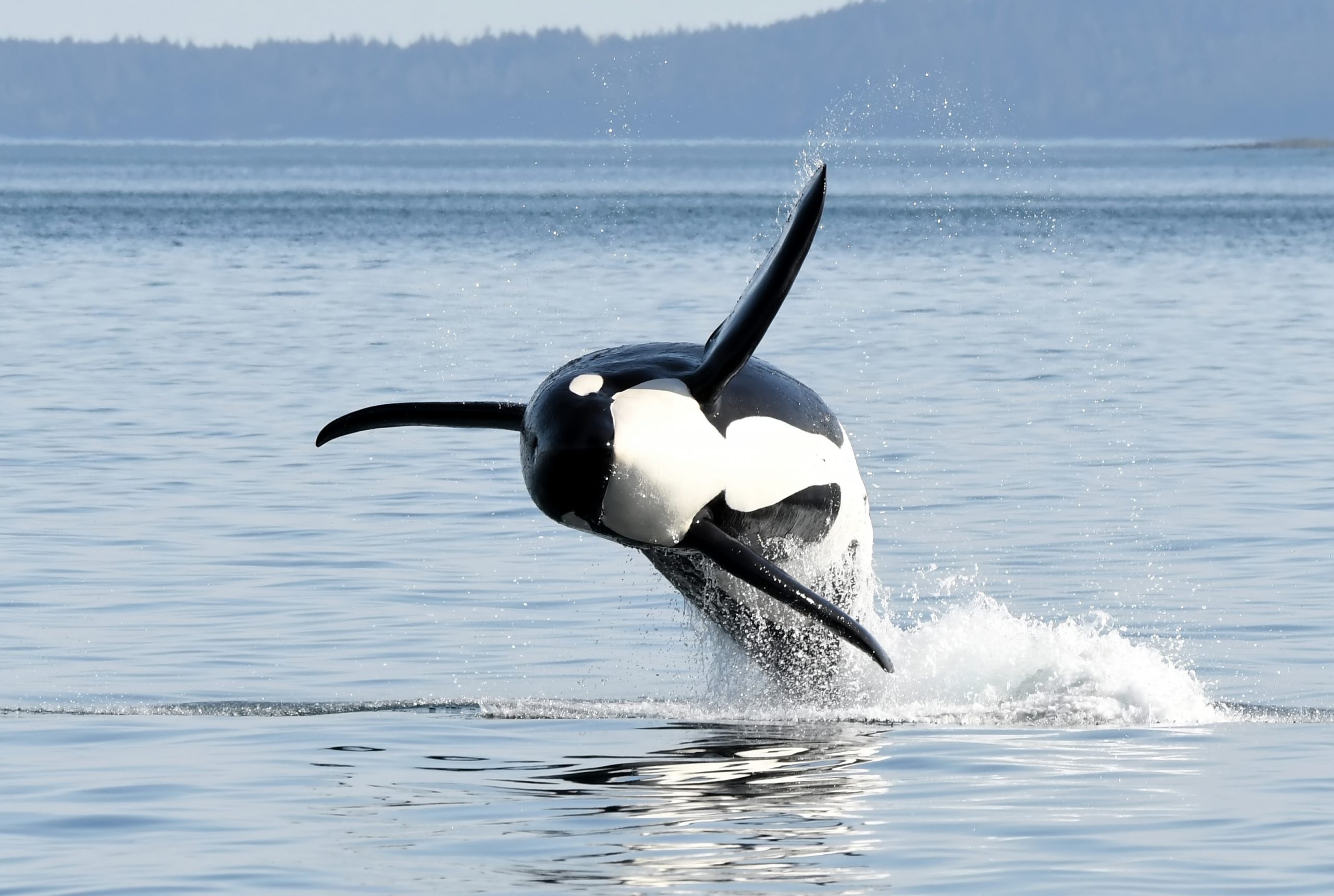 Summer Whale Watching Tours Victoria, BC - Eagle Wing Tours