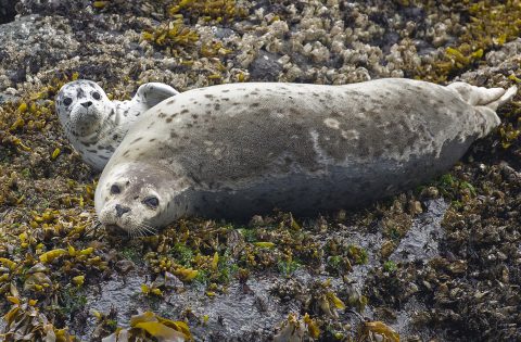 Mother and pup harbour Seal