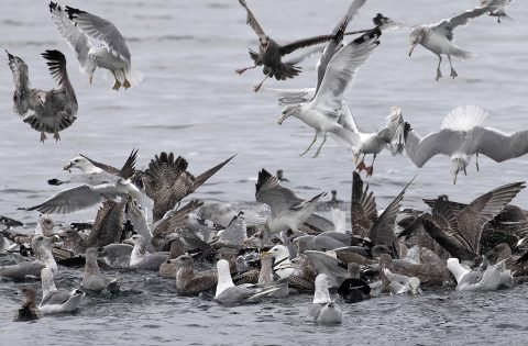 Seagulls feeding on fish