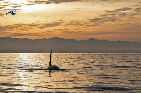 whale tours in victoria bc