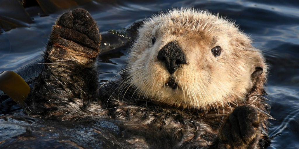 sea otters eating clams