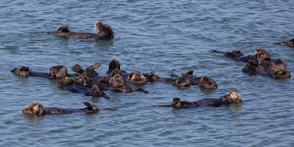 Sea Otter and Whale Watching Tours - Port Hardy, Vancouver Island