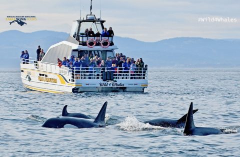 Wild 4 Whales tour boat virtual image for zoom conferences online