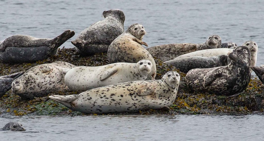 Harbour seals rest together on a reef during a whale watching tour with Eagle Wing Tours