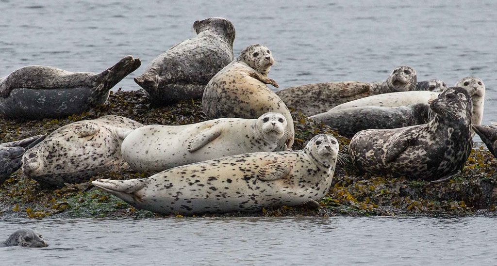 Seven reasons why harbour seals are amazing! - Eagle Wing Tours