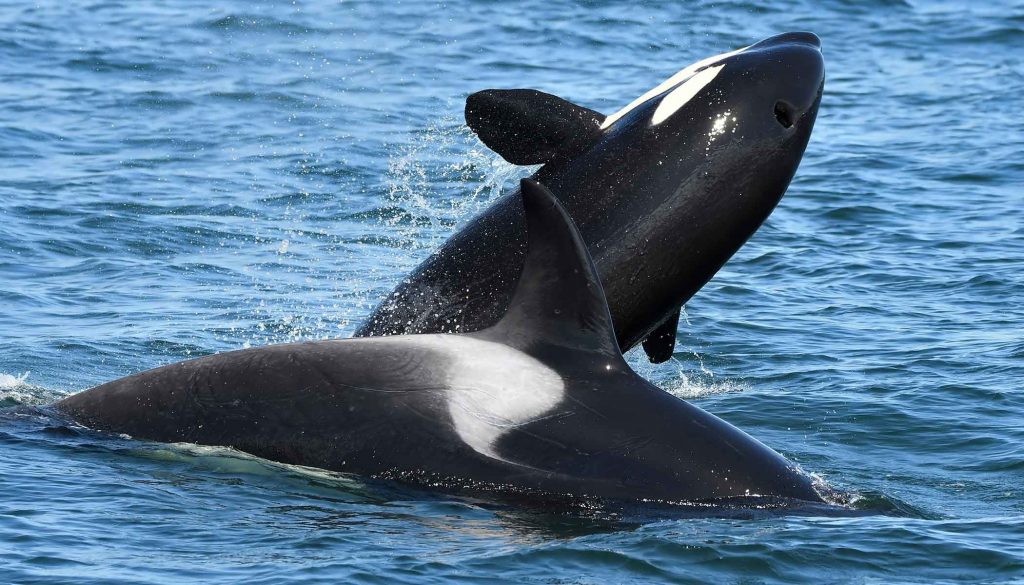 what do killer whales look like