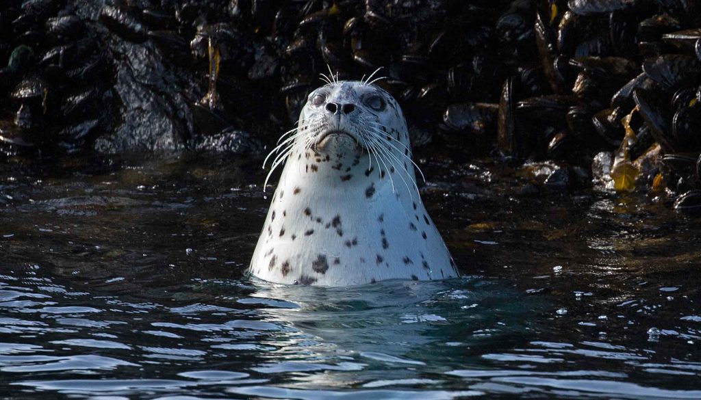 Seven reasons why harbour seals are amazing! - Eagle Wing Tours