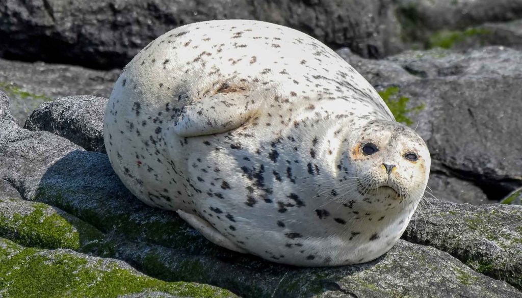 harbor seal eating