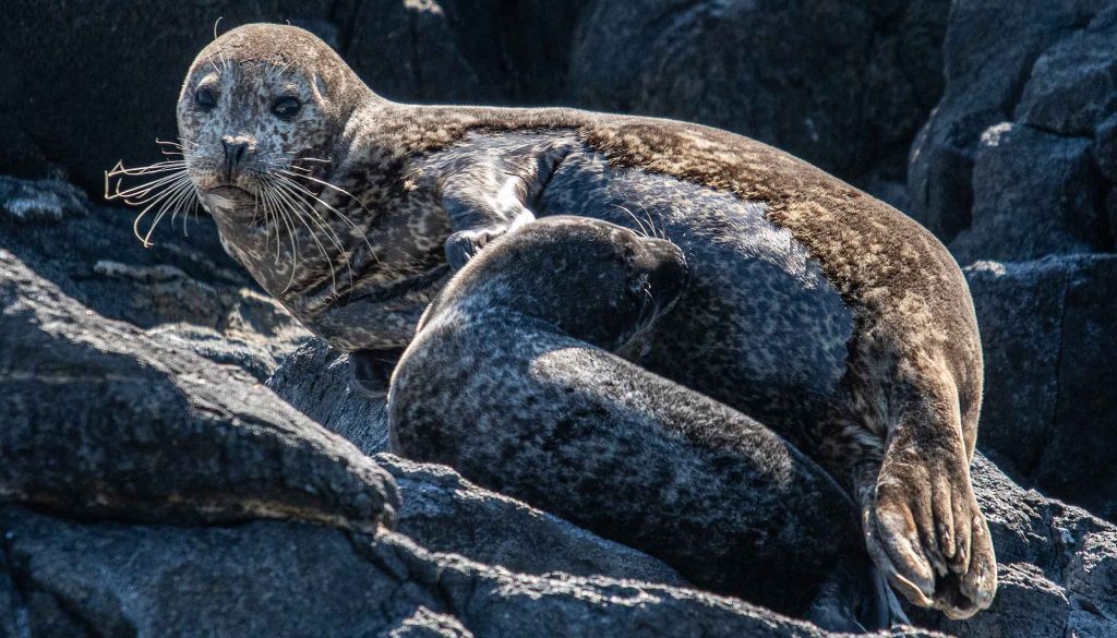 Dare to Compare: What's the Difference Between Sea Lions and Seals