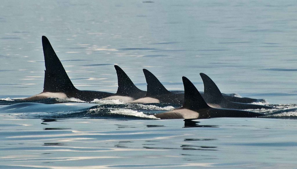 A family of killer whales swims close together.