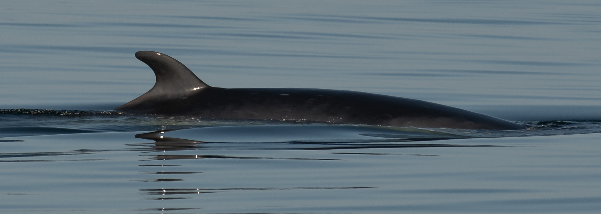 Minke Whales 