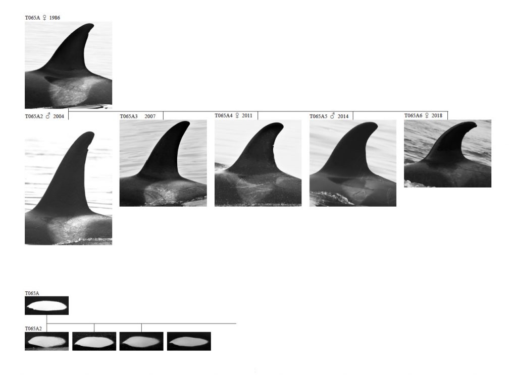 An excerpt from a photo identification guide that shows the lineage of a family of Bigg's killer whales.