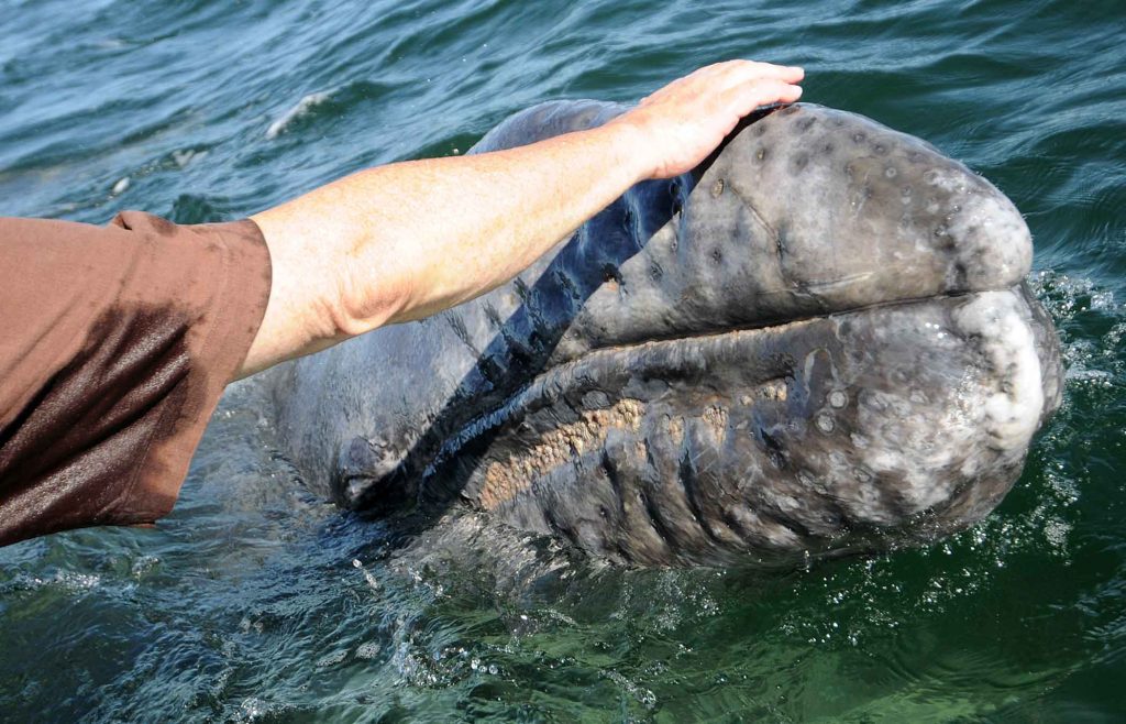 gray whale eating