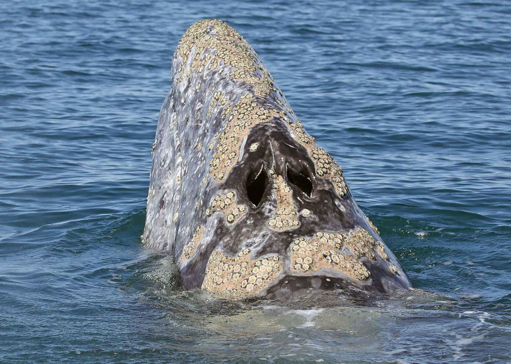 Eight things that may surprise you about grey whales! - Eagle Wing Tours