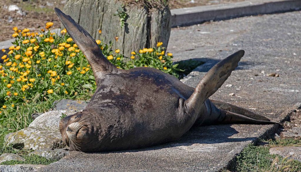 A California sea lion relaxes on its back with its flippers in the air. It's lying on one of the walkways.