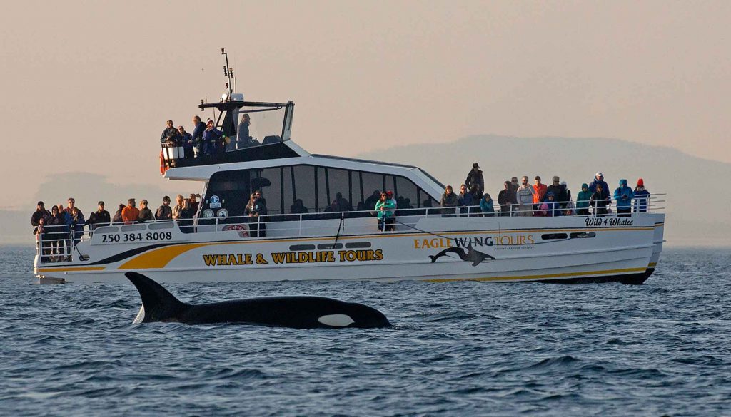 Eagle Wing Tours vessel Wild 4 Whales watching a killer whale