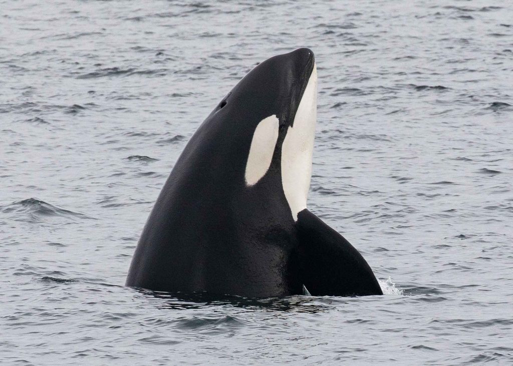 A killer whale pokes its head out of the water in a behaviour known as spyhopping
