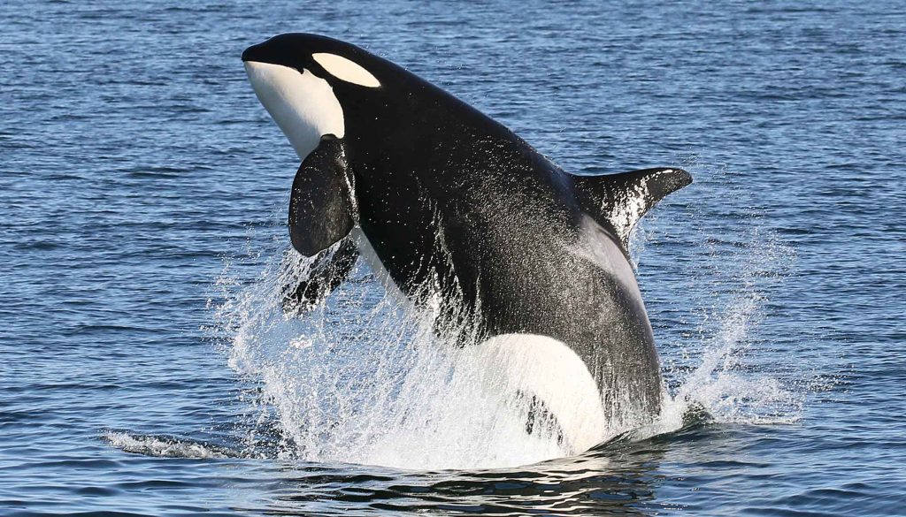 An endangered southern resident killer whale breaching out of the water