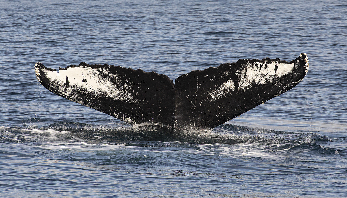 Humpback Whales | Victoria, BC | Eagle Wing Tours