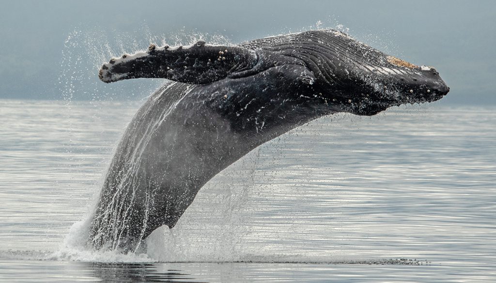 A humpback whale jumps out of the water in a full breach during a tour with Eagle Wing Tours